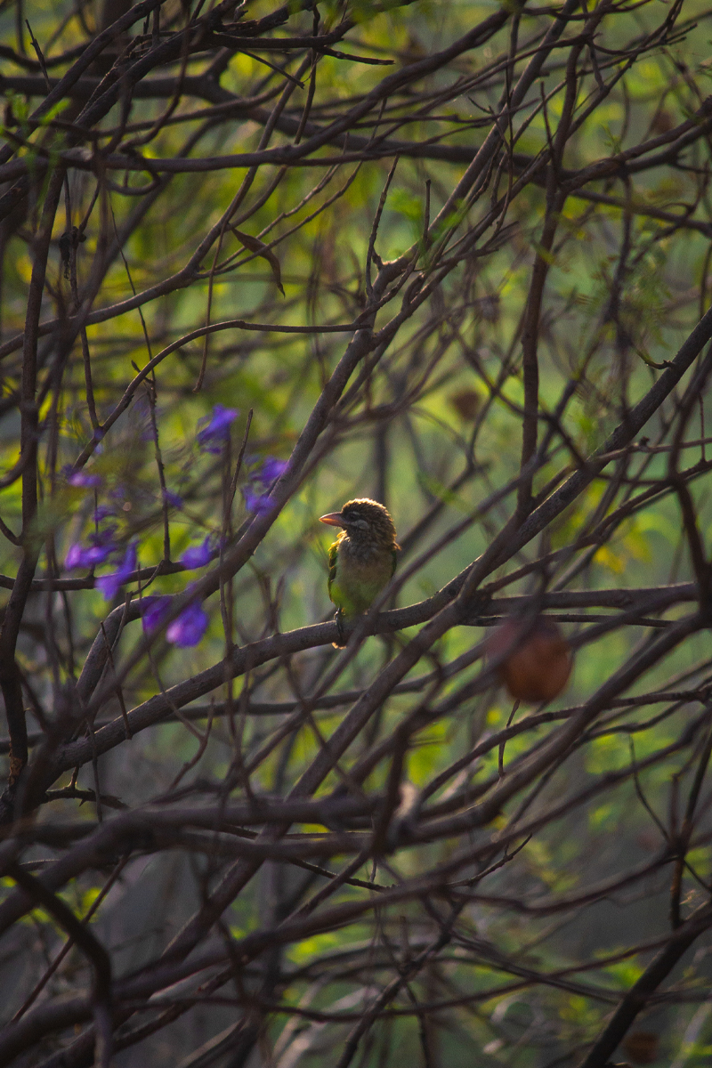 White Cheeked Barbet