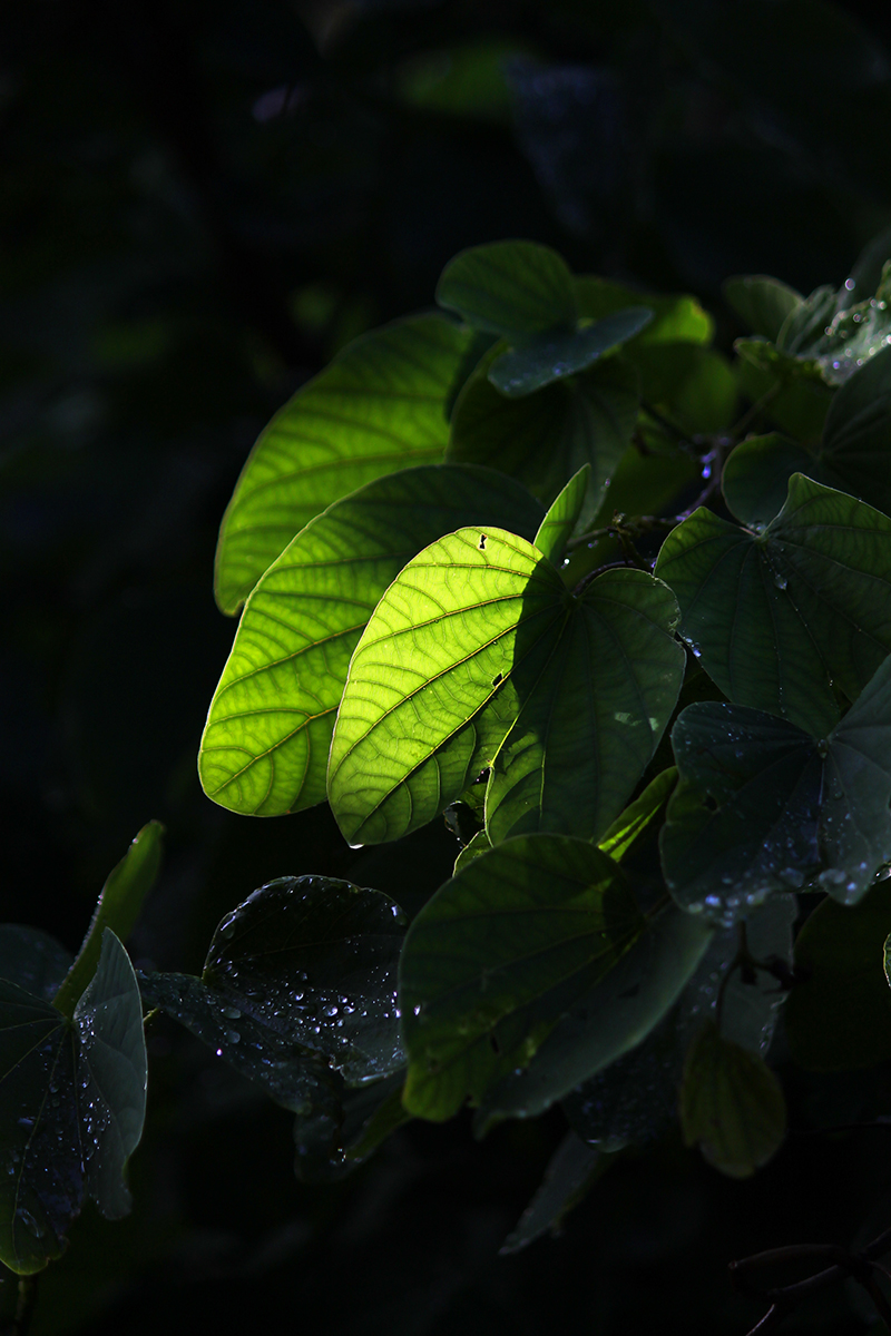 Sunlight on leaves