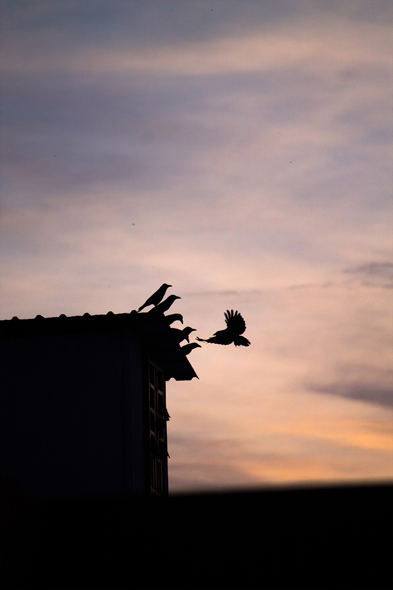 Crows flying