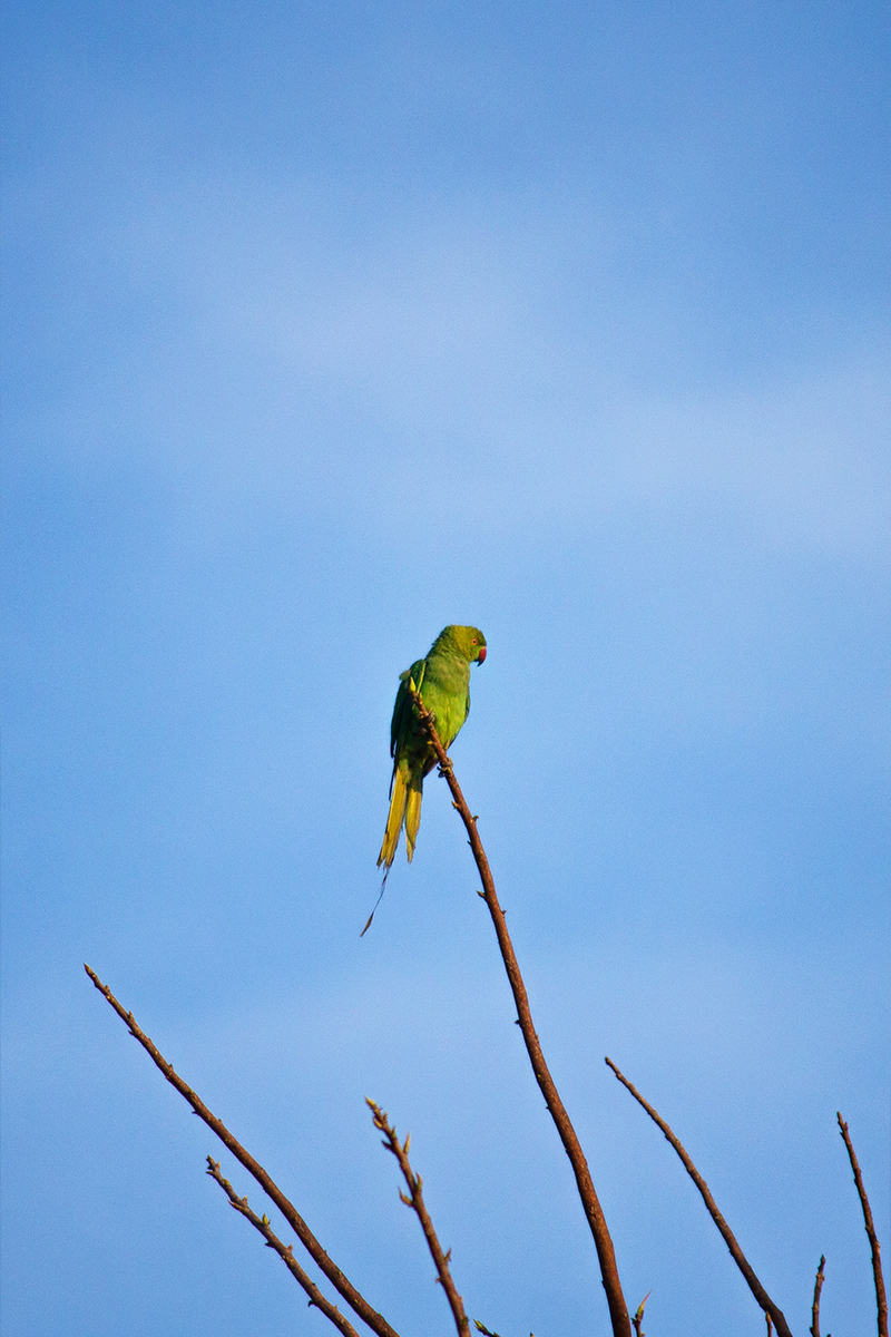 Parrot on branch