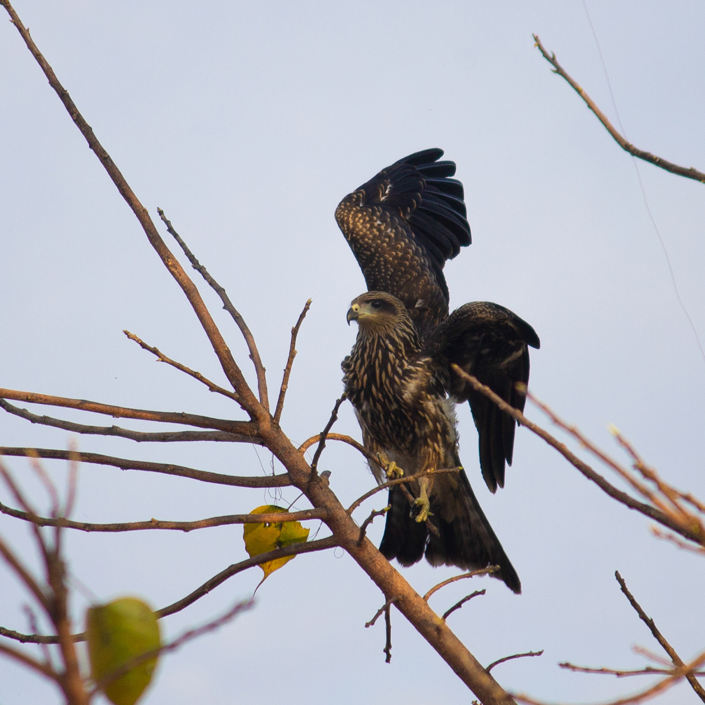 Kite on branch