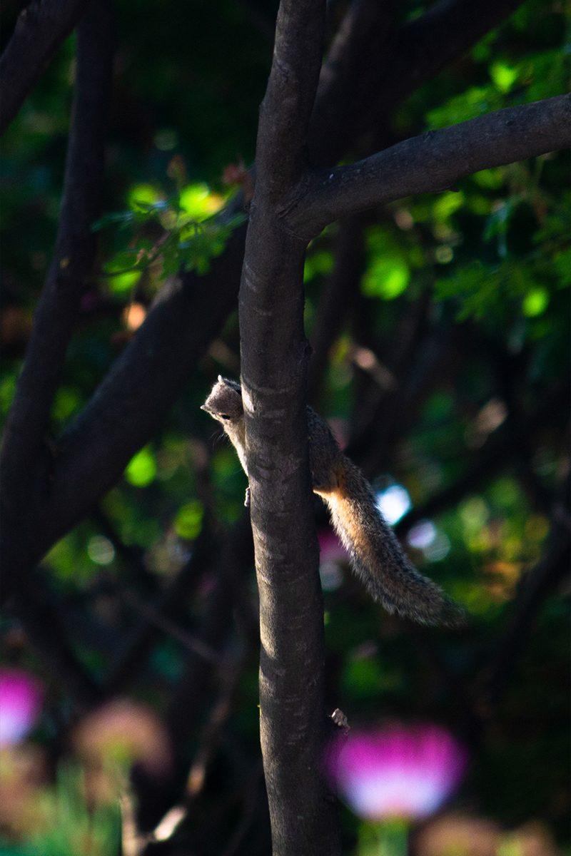 Squirrel on branch