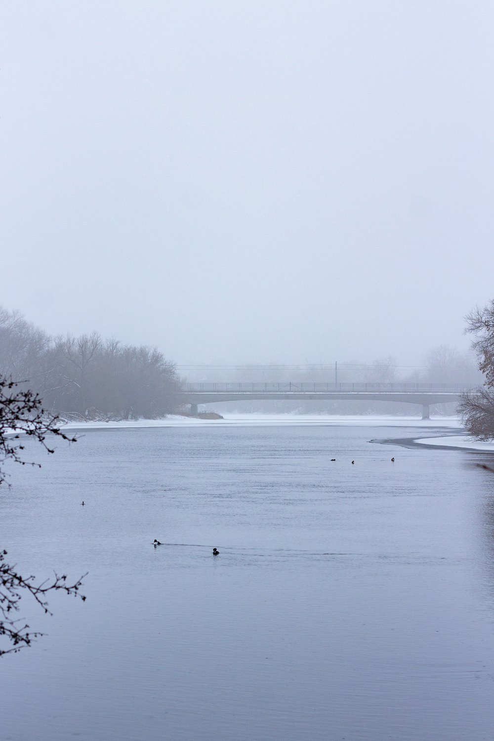 ducks swimming on river on a misty day