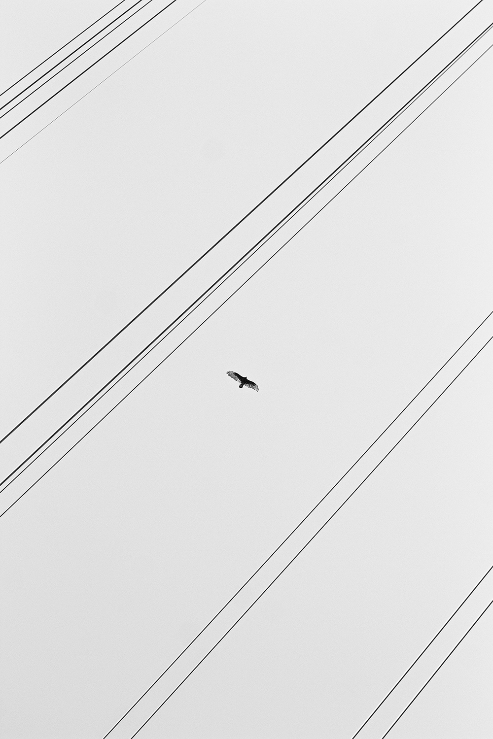 Kite flying high
